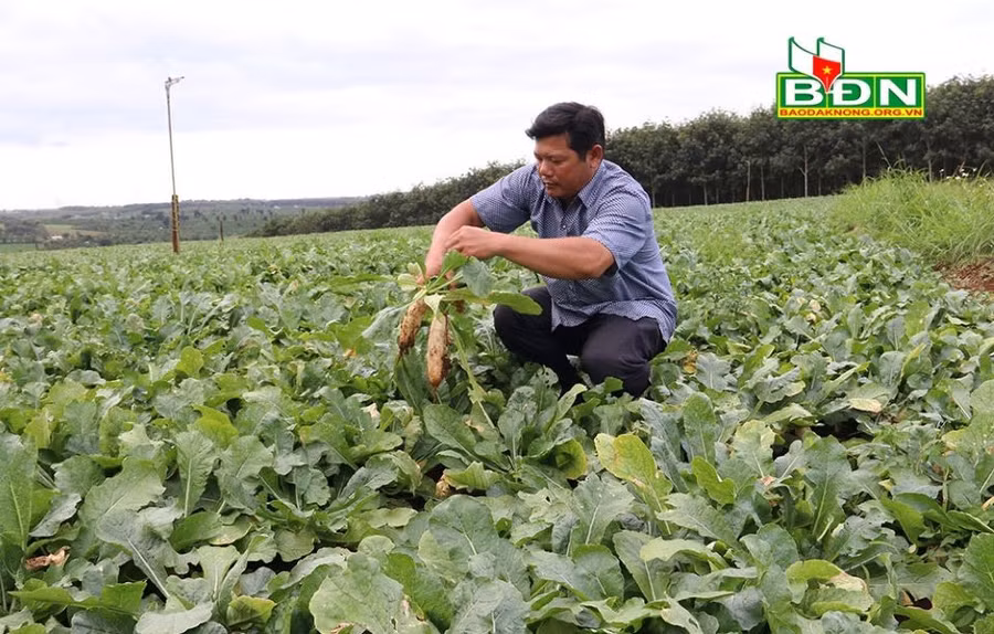 Anh Hồ Văn Nghe (xã Quảng Sơn, huyện Đắk Glong, tỉnh Đắk Nông) có nguồn thu nhập khá từ việc trồng củ cải trắng Nhật Bản
