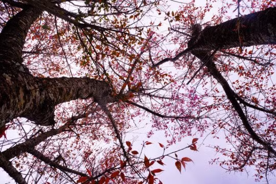 Những gốc Tớ Dày cổ thụ.