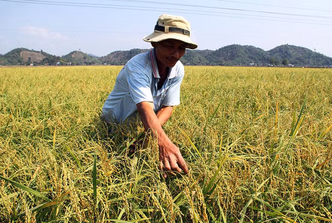 Nông dân huyện Đạ Tẻh chăm sóc ruộng nếp quýt đặc sản. Ảnh: T.L