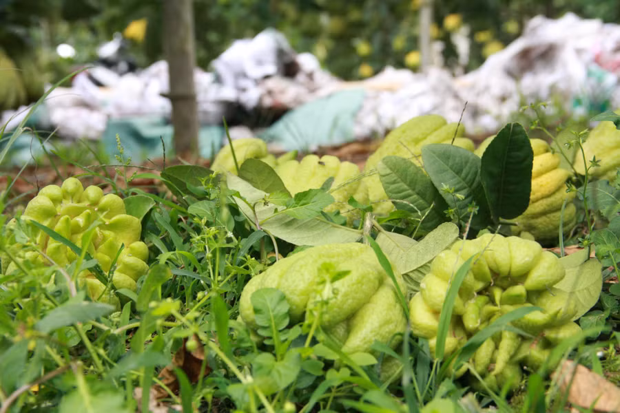  Phật thủ sau khi thu hoạch được chọn lọc cẩn thẩn, sau đó đóng gói bằng giấy và xốp để tránh va đập khi vận chuyển đường xa.