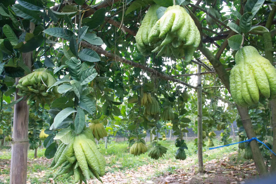 Ngoài ra, một số phật thủ được bán lẻ đến các tỉnh thành khác bằng cách chụp cận cảnh quả phật thủ cho khách chọn qua các trang mạng xã hội.