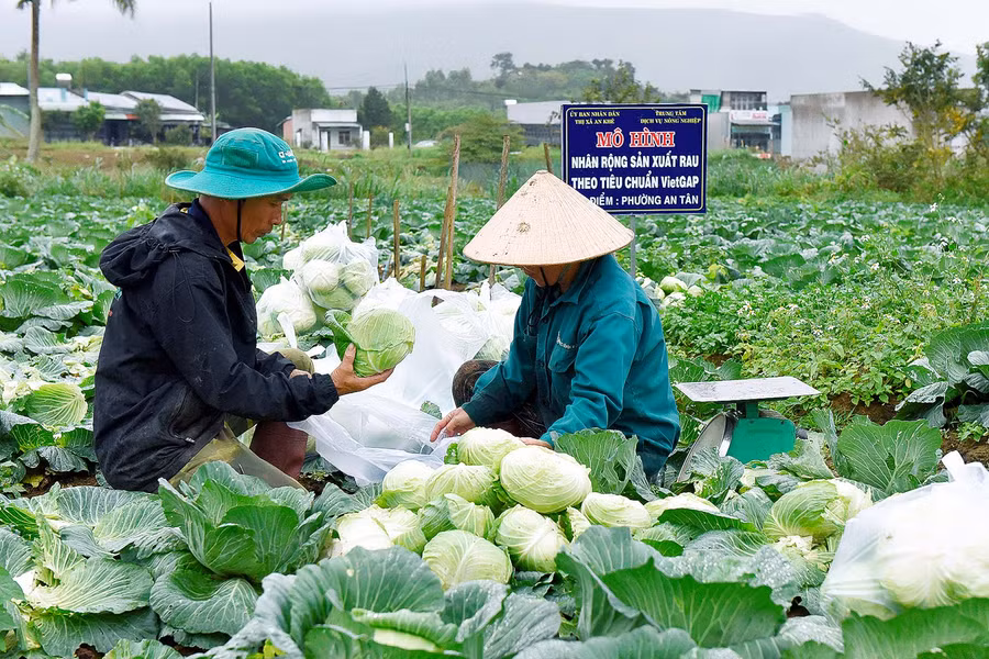 3.Từ nguồn vốn của quỹ hỗ trợ nông dân, gia đình anh Nguyễn Văn Đông ở tổ 3, phường An Tân, An Khê, có vốn để làm 7 sào đất trồng rau theo tiêu chuẩn VietGap. Từ hộ khó khăn nay gia đình anh Đông đã có thu nhập trên 100 triệu nhờ trồng rau.