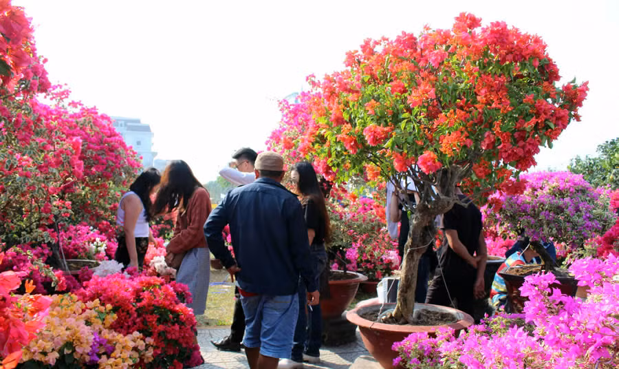 Nhiều khách tham quan bonsai hoa giấy.