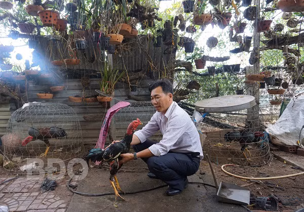 Ông Lê Sơn Hoàng, thị trấn Ngô Mây, huyện Phù Cát (tỉnh Bình Định) vừa trồng lan kinh doanh vừa nuôi gà chọi mang lại thu nhập ổn đinh.