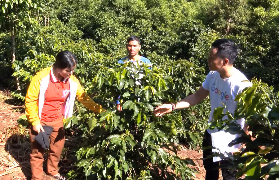 Cán bộ khuyến nông hướng dẫn kỹ thuật chăm sóc cà phê chè. Ảnh: HL
