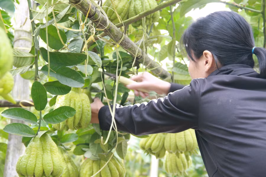 Theo quan niệm của người Á Đông, quả phật thủ đẹp mắt sẽ tạo ra một mâm ngũ quả đầy đặn và mang lại may mắn cho gia đình dịp đầu năm mới.