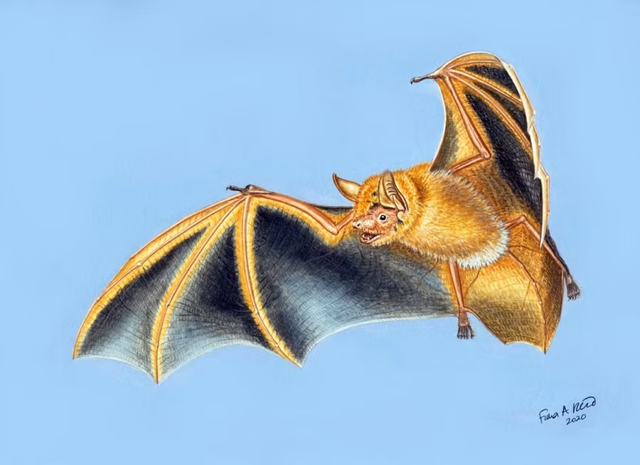 Hình minh họa của một nghệ sĩ về Myotis nimbaensis, loài dơi mới được tìm thấy ở dãy núi Nimba, Tây Phi. Ảnh: Fiona Reid.