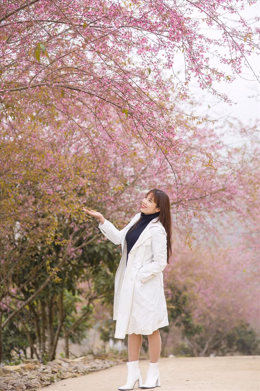 Hàng mai anh đào sau đồng cỏ 68 – dốc Tân Cương lối đi vào đồi chè là 1 trong những địa điểm được nhiều người đến nhất. (Ảnh: Viết Nguyên)