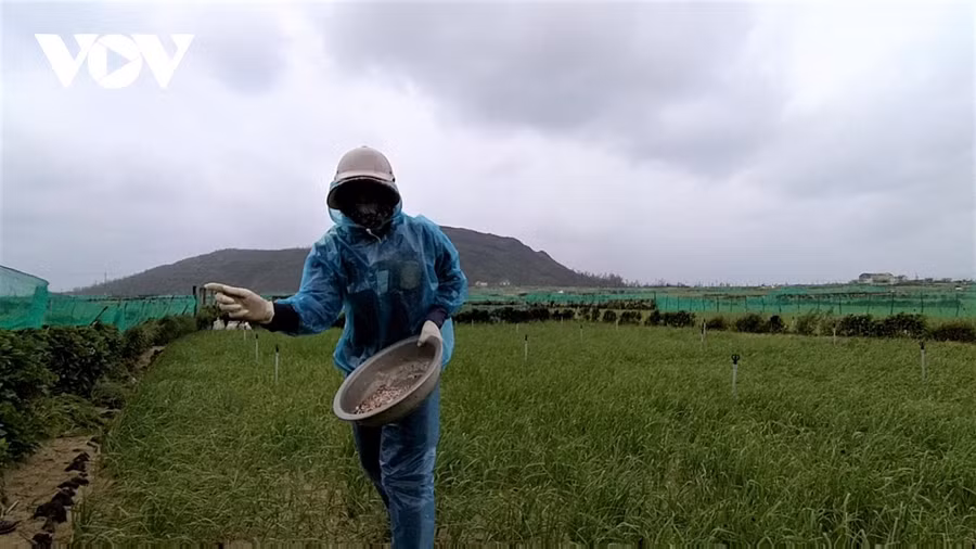 Thời tiết mưa lạnh ảnh hưởng đến cây tỏi Lý Sơn (tỉnh Quảng Ngãi).
