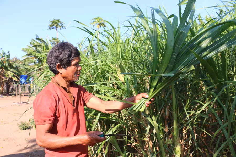 Ông Kpuih Oech (làng Achông, xã Ayun, huyện Chư Sê) trồng cỏ nuôi bò. Ảnh: Quang Tấn