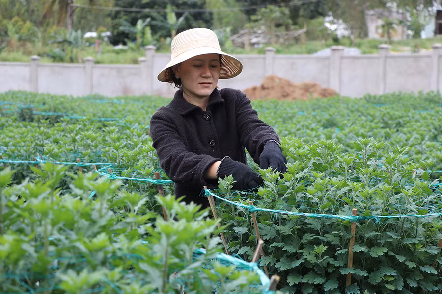 Chị Nguyễn Thị Hồng Lạc (tổ 8, phường An Phú, thị xã An Khê) vừa chăm sóc vườn hoa vừa hy vọng những ngày giáp Tết tình hình mua bán khả quan hơn- Ảnh Ngọc Minh