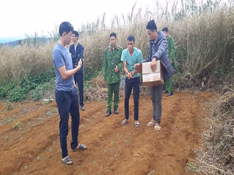 Một đối tượng bị phát hiện trồng cần sa trái phép. Ảnh: Q.MINH