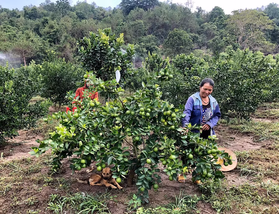  Mô hình trồng cây ăn quả trên địa bàn huyện Chư Păh. Ảnh: Lê Nam
