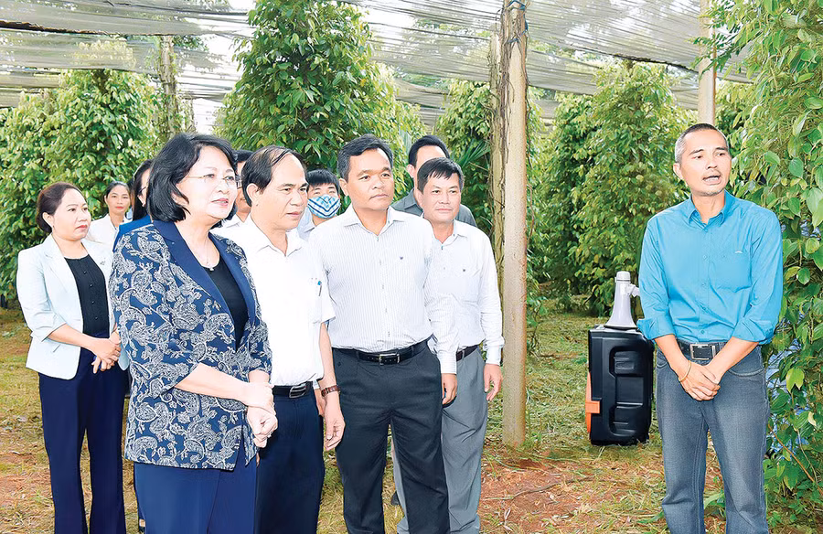 Phó Chủ tịch nước Đặng Thị Ngọc Thịnh cùng lãnh đạo tỉnh tham quan vườn hồ tiêu được chứng nhận hữu cơ của gia đình ông Ngô Văn Tiên tại xã Nam Yang (huyện Đak Đoa). Ảnh: Đức Thụy Phó Chủ tịch nước Đặng Thị Ngọc Thịnh cùng lãnh đạo tỉnh tham quan vườn hồ tiêu được chứng nhận hữu cơ của gia đình ông Ngô Văn Tiên tại xã Nam Yang (huyện Đak Đoa). Ảnh: Đức Thụy