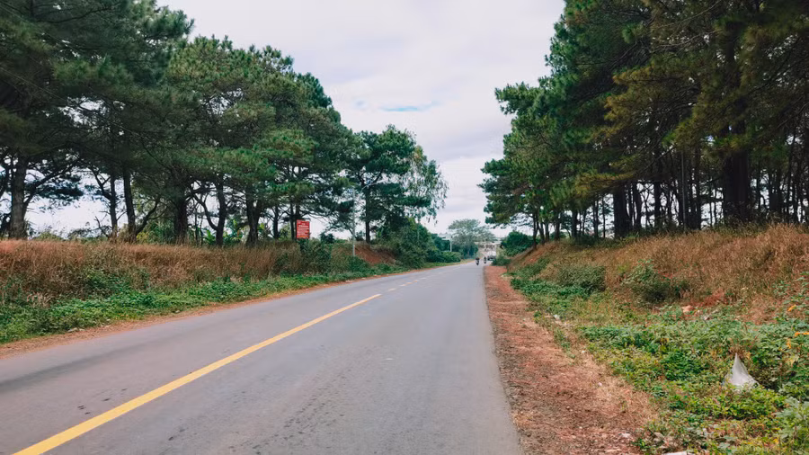 Con đường thông ở xã Diên Phú (TP. Pleiku). Ảnh: Nguyễn Sơn