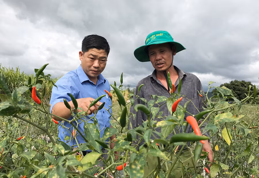 Giá ớt tươi được thu mua ở mức cao giúp nhiều hộ có nguồn thu nhập ổn định. Dù vậy, hiện nay, thị trường tiêu thụ ớt vẫn còn bấp bênh. Ảnh: Nguyễn Diệp