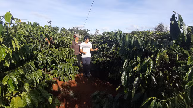  Nông dân cùng Giám đốc HTX Nông nghiệp và Dịch vụ Lam Anh thăm vườn cà phê hữu cơ. Ảnh: T.H