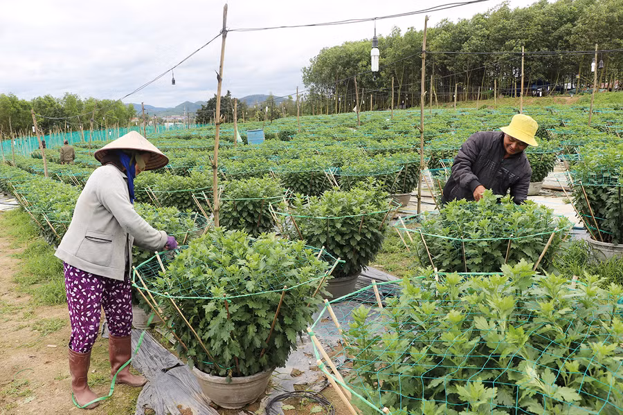 Thời tiết bất lợi cộng thêm những ảnh hưởng của dịch Covid-19 khiến người trồng hoa ở thị xã An Khê thêm lo lắng-Ảnh Ngọc Minh.jpg