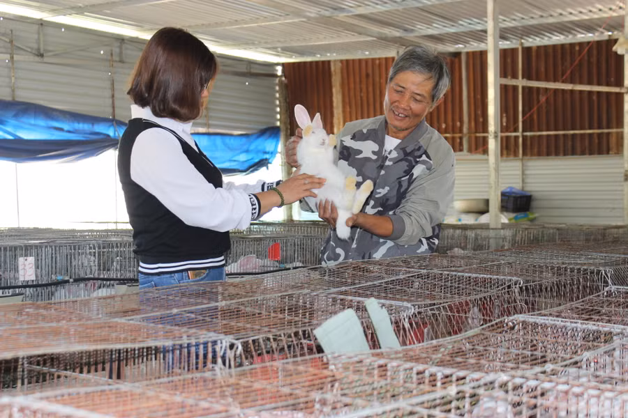  Ông Nguyễn Văn Huých (làng Ô Rê 2, xã Ia Grăng, huyện Ia Grai) trao đổi kỹ thuật nuôi thỏ với người dân. Ảnh: Phan Thương
