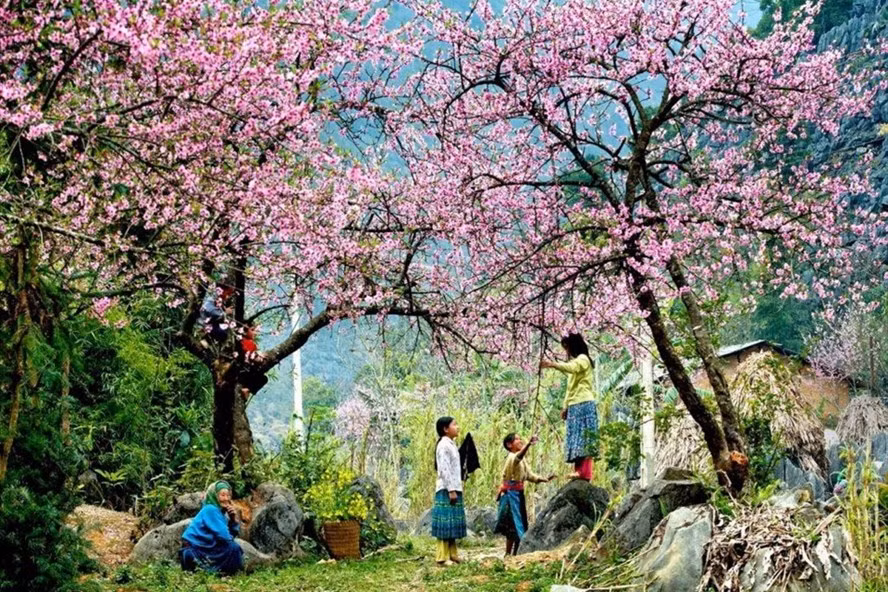 Hoa Tớ Dày nở rộ mỗi đợt Xuân về khiến Mù Cang Chải đẹp tựa tranh vẽ.