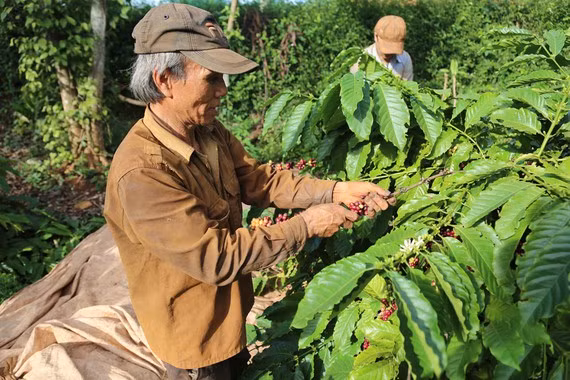 Nhiều nhà vườn tại TP Buôn Ma Thuột (Đắk Lắk) có năng suất cà phê giảm khoảng 30%. Ảnh: ĐÔNG NGUYÊN