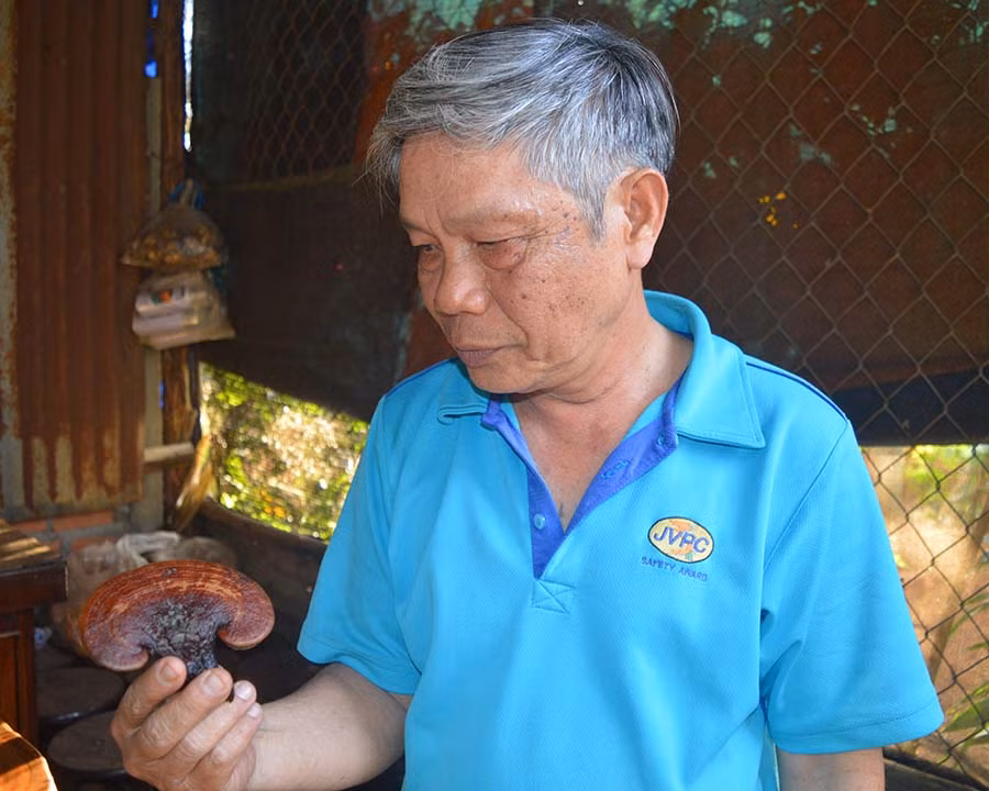  Ông Tuấn giới thiệu tai nấm linh chi Hoàng Chi Nhật Bản do ông sản xuất. Ảnh: Đ.Y