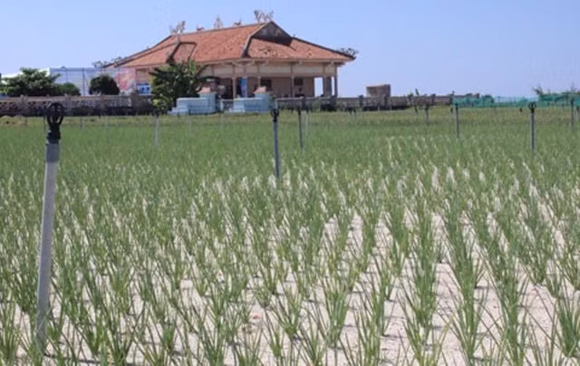 Ruộng tỏi - đặc sản nổi danh của Lý Sơn. Ruộng tỏi - đặc sản nổi danh của Lý Sơn.