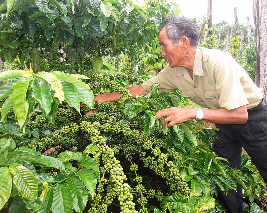 Tình trạng thiếu nước tưới đã ảnh hưởng tới tình hình sản xuất của người dân. Ảnh: Trần Dung 
