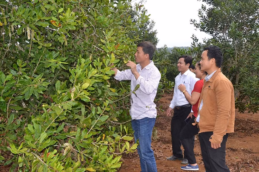 Nông dân tham quan mô hình trồng mắc ca tại xã Đak Rong, huyện Kbang. Ảnh: N.T
