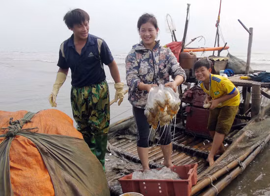Niềm vui được mùa sứa của ngư dân Diễn Hải