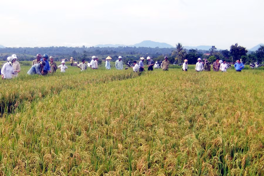 Bà con nông dân tham quan mô hình thâm canh cây lúa nước chất lượng cao. Ảnh: L.N Bà con nông dân tham quan mô hình thâm canh cây lúa nước chất lượng cao. Ảnh: L.N