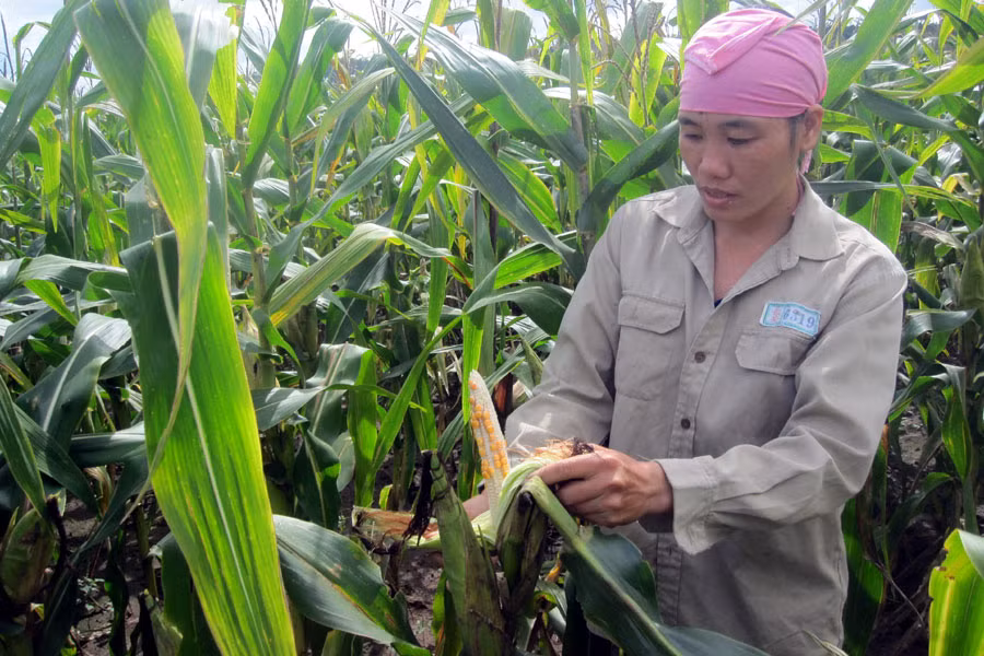 Người dân xã Đak Pơ Pho, huyện Kông Chro khốn đốn với bắp không hạt. Ảnh: Minh Nguyễn