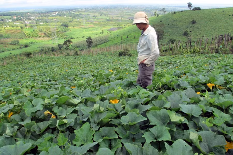 Ruộng bí đỏ hơn 3 ha chỉ lác đác trái. Ảnh: Q.T Ruộng bí đỏ hơn 3 ha chỉ lác đác trái. Ảnh: Q.T