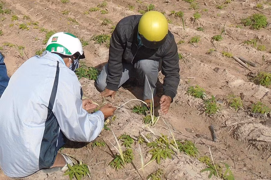  Kiểm tra và xử lý diện tích mía bị nhiễm bệnh trắng lá. Ảnh: Lê Hòa