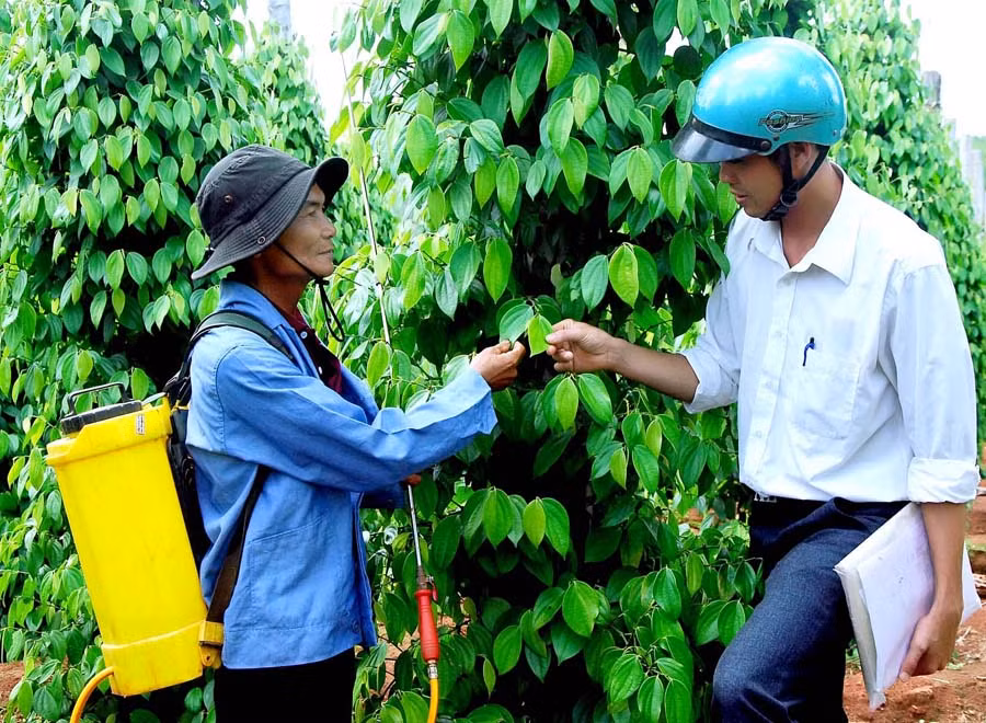 Hướng dẫn nông dân chăm sóc cây hồ tiêu. Ảnh: Đ.T Hướng dẫn nông dân chăm sóc cây hồ tiêu. Ảnh: Đ.T