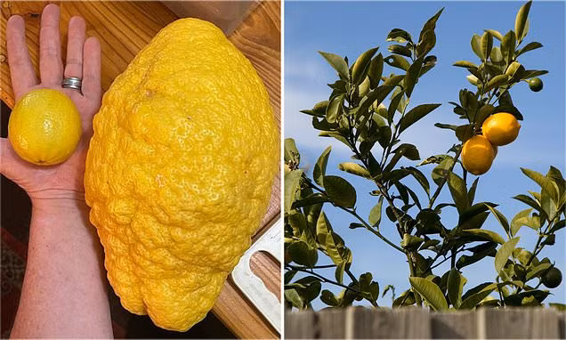 Quả chanh 2,6kg được đặt cạnh một quả chanh thông thường. Ảnh: DM