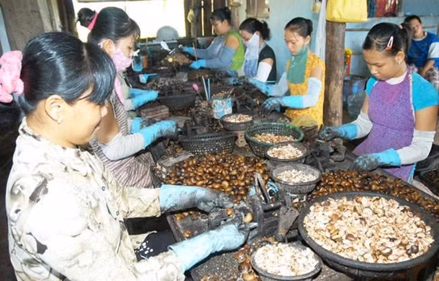 Công nhân Campuchia sơ chế hạt điều xuất khẩu. (Nguồn: kimmyfarm.com) Công nhân Campuchia sơ chế hạt điều xuất khẩu. (Nguồn: kimmyfarm.com)