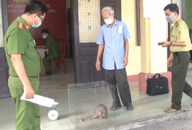 Ông Nguyễn Văn Thuận giao nộp cá thể tê tê nặng 4kg do ông bắt được khi con vật chạy vào nhà. Ảnh: C.Q. Ông Nguyễn Văn Thuận giao nộp cá thể tê tê nặng 4kg do ông bắt được khi con vật chạy vào nhà. Ảnh: C.Q.