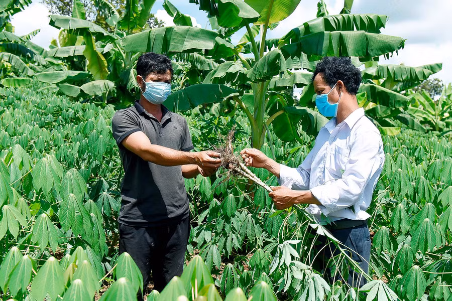Anh Đinh Bun-cán bộ xã Đê Ar-hướng dẫn người dân kinh nghiệm chăm sóc mì trồng xen cây chuối mốc.