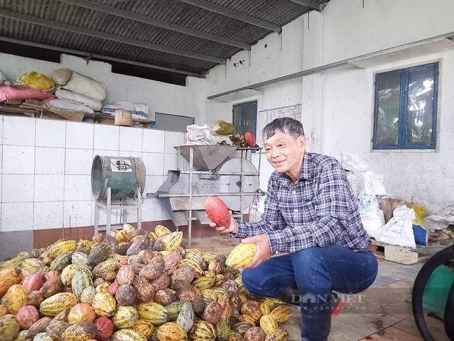 Tiến sĩ Phạm Hồng Đức Phước (Đồng Nai) sử dụng vỏ của trái ca cao để làm phân hữu cơ. Ảnh: Minh Ngọc. Tiến sĩ Phạm Hồng Đức Phước (Đồng Nai) sử dụng vỏ của trái cacao để làm phân hữu cơ. Ảnh: Minh Ngọc.