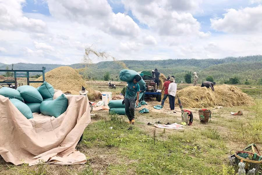 Dịch bệnh làm tắt nghẽn lưu thông dẫn đến nông sản khó tiêu thụ, giá giảm sâu. Ảnh: Quang Tấn