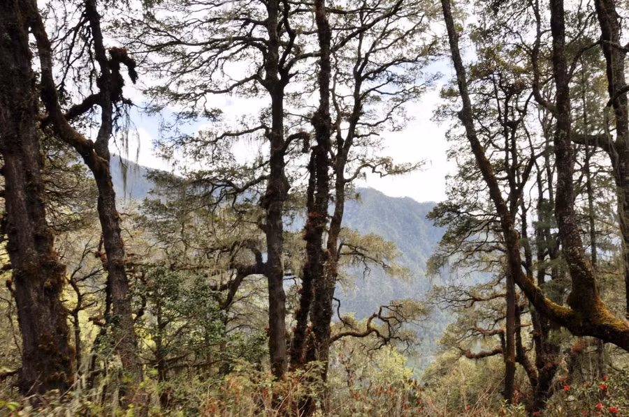  Những cánh rừng nguyên sinh ngay cạnh đường đi ở Bhutan.