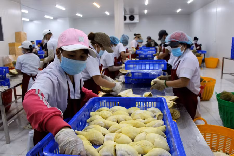 Chế biến sầu riêng tại Công ty Cổ phần Thương mại xuất nhập khẩu Dũng Thái Sơn (xã Ea Kênh, huyện Krông Pắc, tỉnh Đắk Lắk).