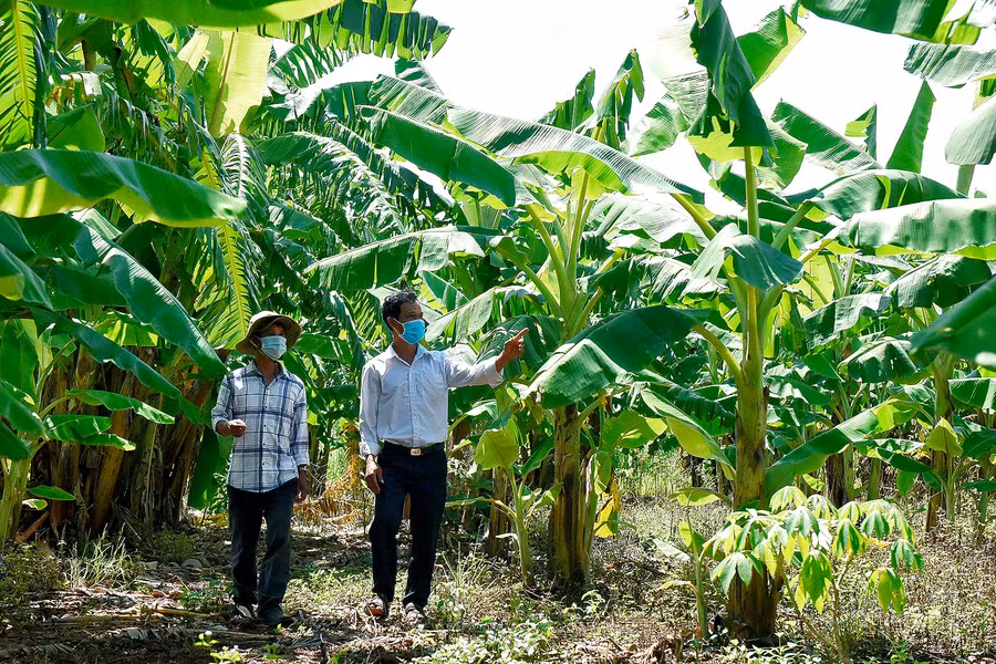 Hiện ở làng Ar Dôch Ktu có hơn 20 hộ trồng chuối mốc với diện tích khoảng 7 ha. Theo các hộ dân, giống chuối này dễ trồng, ít sâu bệnh, quả nhiều; sau 4,5 tháng, chuối cho thu hoạch.