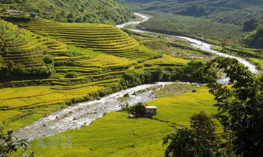 Khi tiết trời sang thu vào cuối tháng 8 và đầu tháng 9 cũng là lúc những thửa ruộng bậc thang tại xã biên giới Sì Lở Lầu, huyện Phong Thổ (tỉnh Lai Châu) chuyển mình sang màu vàng trên những cánh đồng ẩn hiện giữa núi rừng xanh ngát ở Tây Bắc như những bức tranh tuyệt đẹp tạo được tạo nên từ những bàn tay khéo léo của đồng bào dân tộc người Dao và Hà Nhì. (Ảnh: Quý Trung/TTXVN)