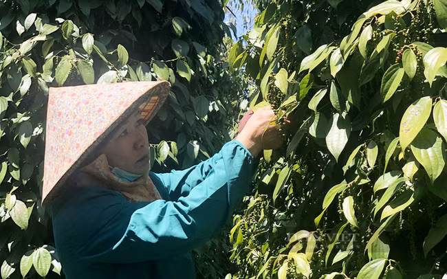 Nông dân ở huyện Đak Đoa (Gia Lai) thu hoạch tiêu niên vụ 2021-2022. Ảnh: Trần Hiền