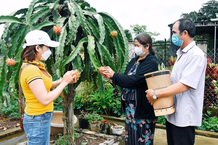 Người dân làng Bruk Ngol trao đổi kinh nghiệm trồng, chăm sóc cây thanh long.