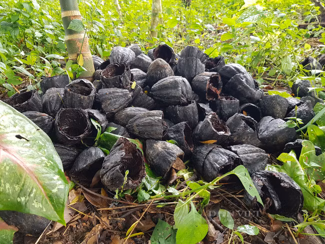 Vỏ trái ca cao có thể thành phân bón. Ảnh: Minh Ngọc. Vỏ trái ca cao có thể thành phân bón. Ảnh: Minh Ngọc.