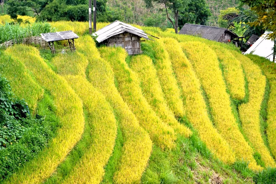  Bao quanh những ngôi nhà người H’Mông, chủ nhân ruộng bậc thang kỹ vĩ.