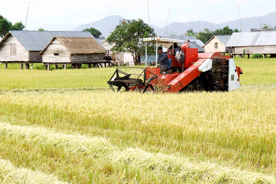 Nông dân Phú Thiện thu hoạch lúa vụ mùa. Ảnh: Đức Thụy